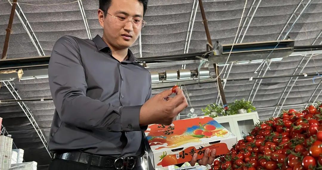 大地赋诗,乘柿逐梦:“西红柿经纪人”鞠朋浩