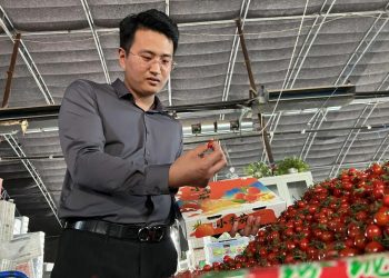 大地赋诗，乘柿逐梦：“西红柿经纪人”鞠朋浩