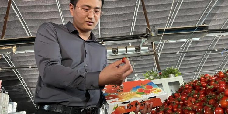 大地赋诗，乘柿逐梦：“西红柿经纪人”鞠朋浩