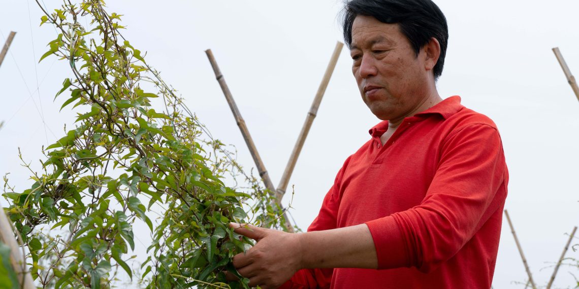 深耕土地,心系乡亲:徐学良的山药情缘