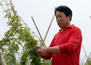 深耕土地，心系乡亲：徐学良的山药情缘