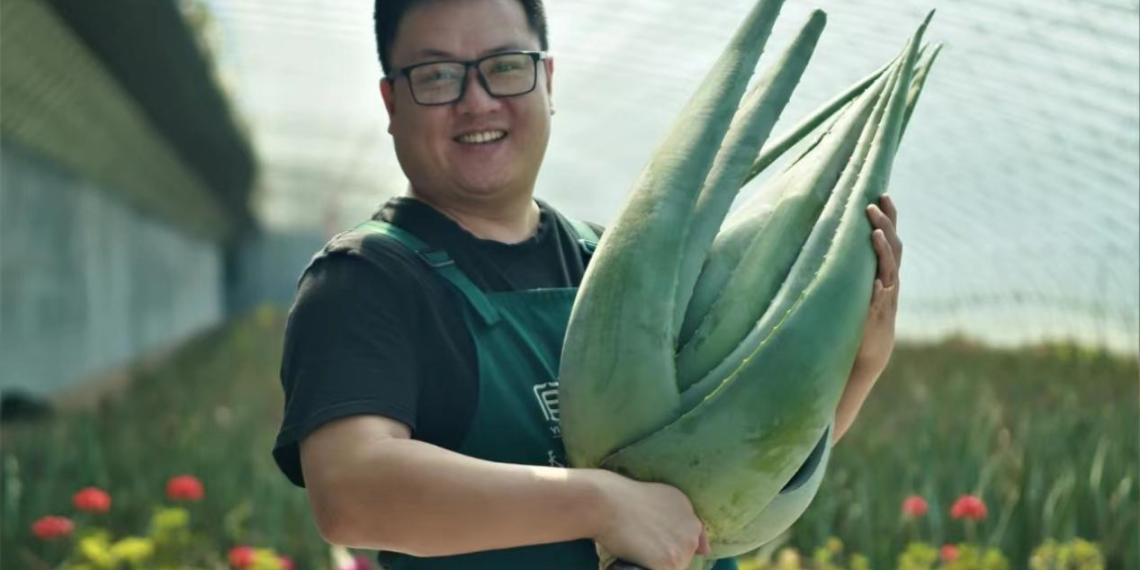 芦荟园中唱摇滚的他——刘浩