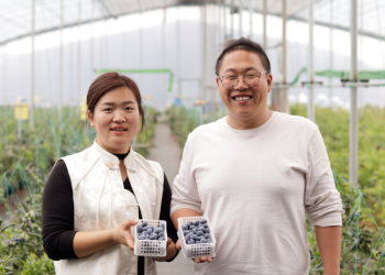 新农人NO.29 | 以匠心为壤，育蓝莓臻品——孙芳