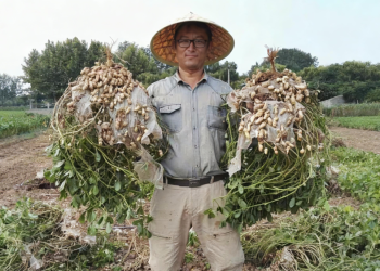 新农人 NO.32 | 深耕花生田，织就新农梦——张晓军