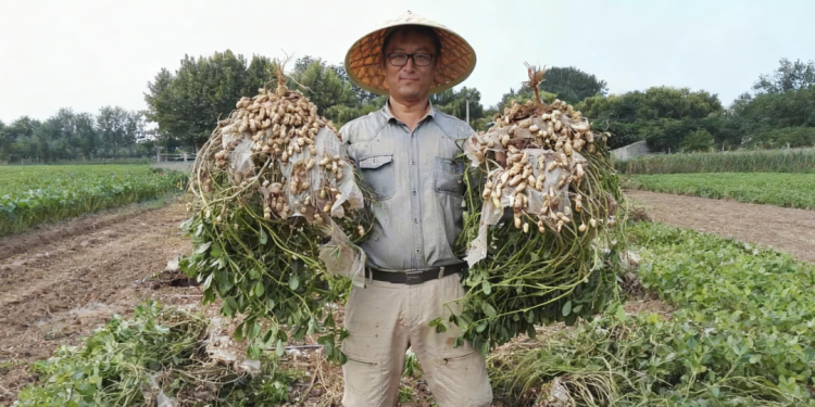 新农人 NO.32 | 深耕花生田，织就新农梦——张晓军